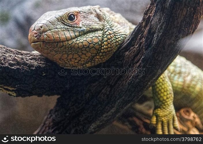 oversized lizard resting on a branch