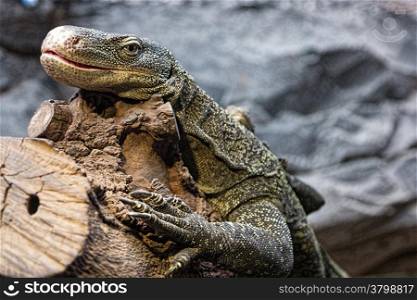 oversized lizard resting on a branch