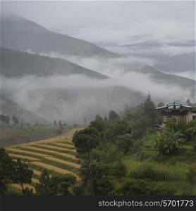 Overview of rice terraces in Punakha District, Bunakha Valley, Bhutan