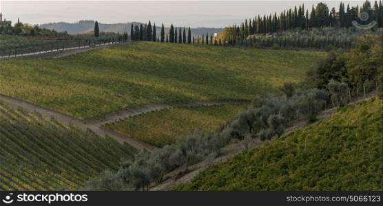 Overview of vineyards, Gaiole in Chianti, Tuscany, Italy