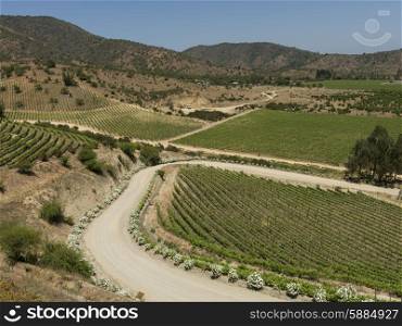 Overview of vineyards in Casablanca Valley, Chile