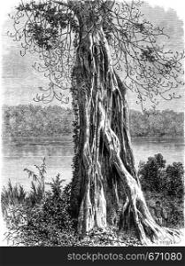 Ovoounchoua, fig tree protruding ribs, vintage engraved illustration. Le Tour du Monde, Travel Journal, (1865).