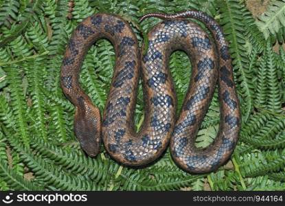 Ovophis monticola. commonly known as Montane Pit Viper. a short but a robust species of venomous pit viper which occur in the hills of NE India. Arunachal Pradesh. India