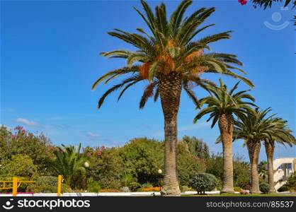 ow of palm trees along Maleme . ow of palm trees along Maleme road in western Crete