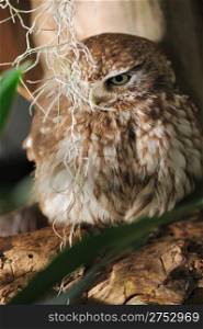 Owl. A predatory night bird with the big round head, greater eyes and with the short bent beak.