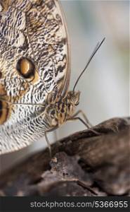 Owl butterfly Caligo Eurilochus