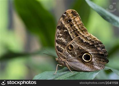 owl butterfly with blurry background