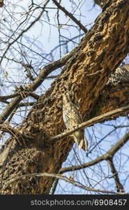 Owl hiding between the branches of a tree