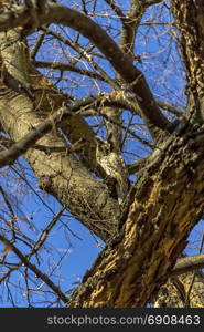 Owl hiding between the branches of a tree