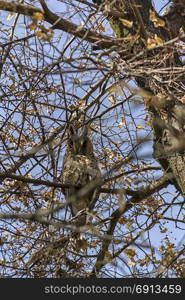 Owl hiding between the branches of a tree