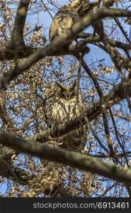 Owl hiding between the branches of a tree