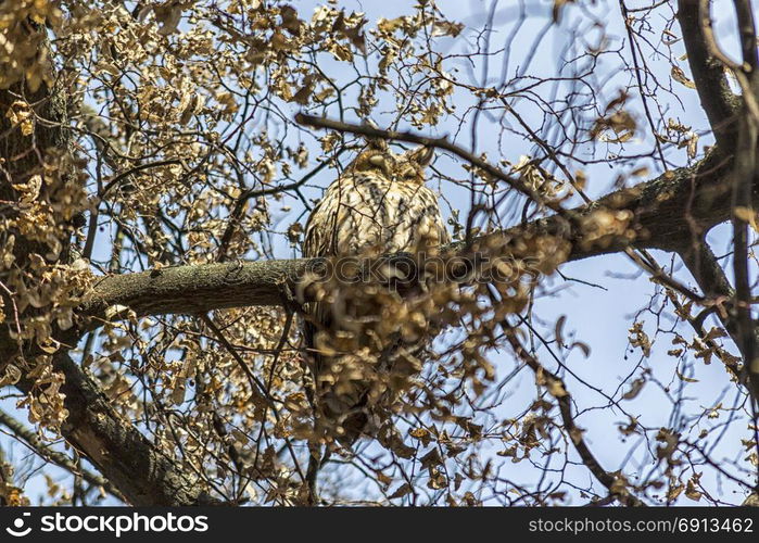 Owl hiding between the branches of a tree