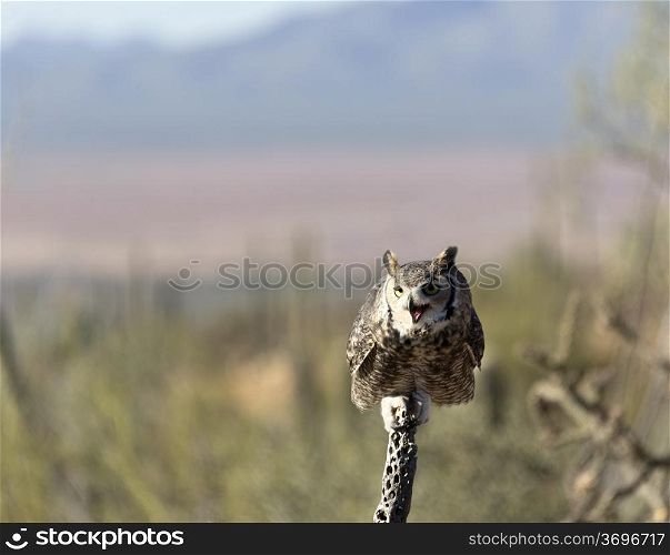 Owl perches on dried cholla branch at Arizona-Sonora Desert Museum