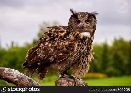owl sits on tree
