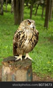 Owl with large orange eyes sitting on a tree stump