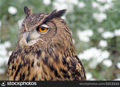 owl with orange eyes