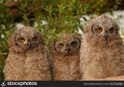 Owls - South Africa