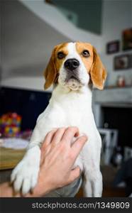 Owner pet a beagle dog. Scratching dog chest. Happy dog pose at home.. Owner pet a beagle dog. Scratching dog chest.