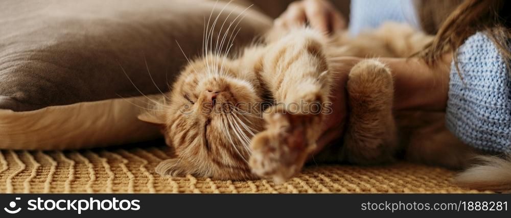 owner petting adorable cat . Resolution and high quality beautiful photo. owner petting adorable cat . High quality and resolution beautiful photo concept