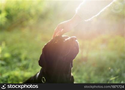 owner s hand stroking her dog head sunlight. High resolution photo. owner s hand stroking her dog head sunlight. High quality photo