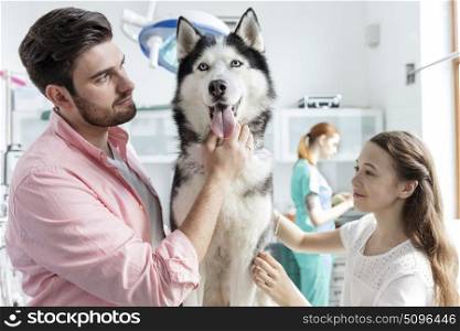 Owners stroking husky at veterinary clinic