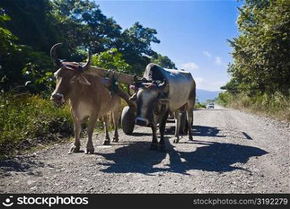 Ox cart on a dirt road, Tamasopo, San Luis Potosi, Mexico
