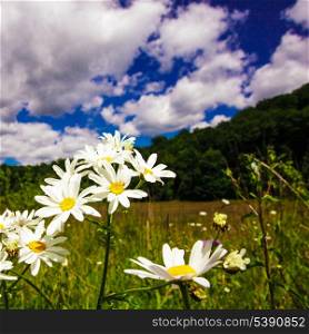 Ox-eye daisies in the meadow and deep blue sky landscape