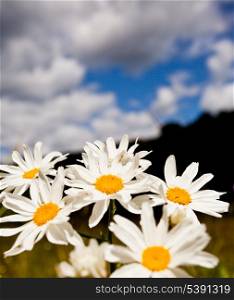 Ox-eye daisies in the meadow and deep blue sky lanscape