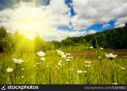 Ox-eye daisies in the meadow and deep blue sky lanscape