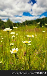 Ox-eye daisies in the meadow and deep blue sky lanscape