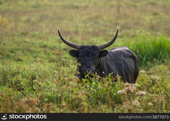 Ox grazing in a meadow in the mist. Bull in a foggy meadow in autumn. Bull and foggy morning in Kemeri National Park, Latvia. Bull grazing in the meadow on summer morning.