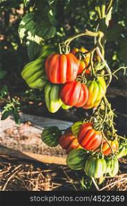Ox Heart Tomatoes Plant in Garden, Growing, outdoor