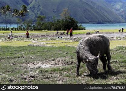 Ox on the rice field on the Samosir island, Indonesia