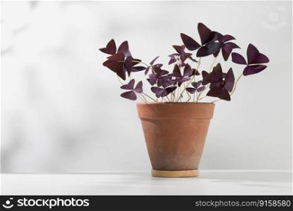 Oxalis triangularis or Purple shamrock in the clay pot on a white table.