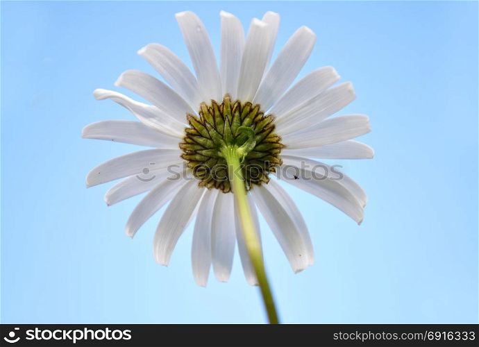 Oxeye daisy at blue sky
