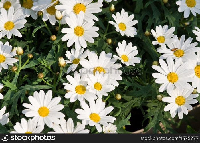 oxeye daisy, Leucanthemum