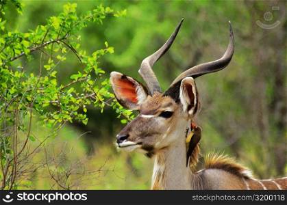 Oxpecker on the neck of a male Kudu (Tragelaphus strepsiceros), Kruger National Park, Mpumalanga Province, South Africa