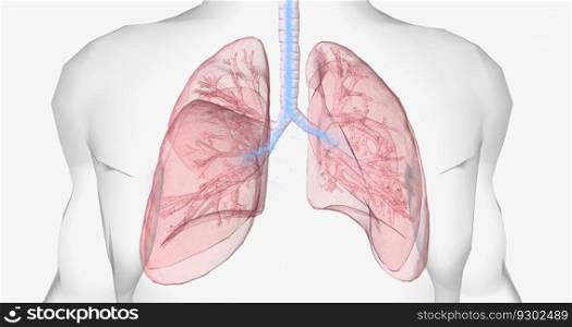 Oxygen rich air enters through your nose or mouth and reaches the lungs through your airways. 3D rendering. Oxygen rich air enters through your nose or mouth and reaches the lungs through your airways.