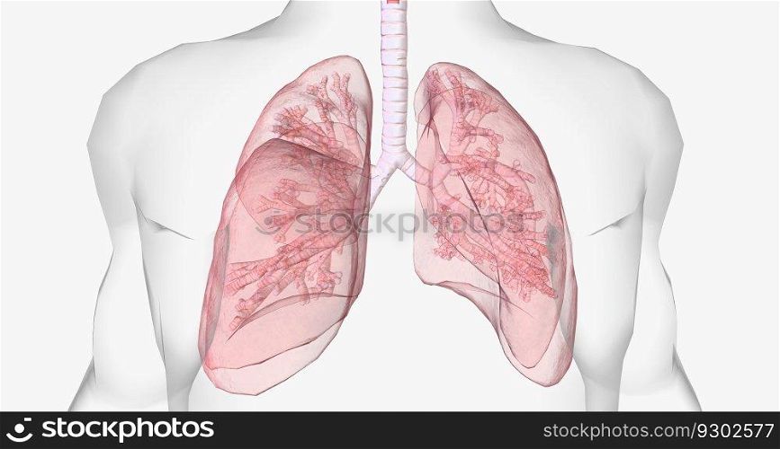 Oxygen rich air enters through your nose or mouth and reaches the lungs through your airways. 3D rendering. Oxygen rich air enters through your nose or mouth and reaches the lungs through your airways.