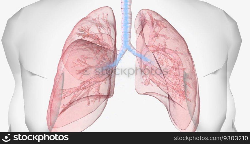 Oxygen rich air enters through your nose or mouth and reaches the lungs through your airways. 3D rendering. Oxygen rich air enters through your nose or mouth and reaches the lungs through your airways.