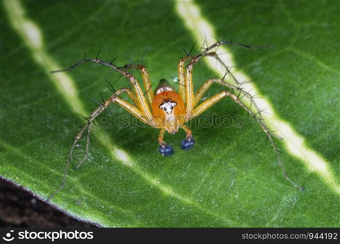Oxyopidae a species of (Lynx) spider these spiders are characterised by the presence of spines on the legs. Assam. India