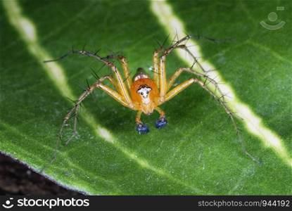 Oxyopidae a species of (Lynx) spider these spiders are characterised by the presence of spines on the legs. Assam. India