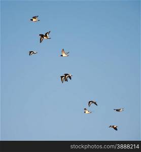 Oyster Catchers, Haematopus Ostralegus, in flight