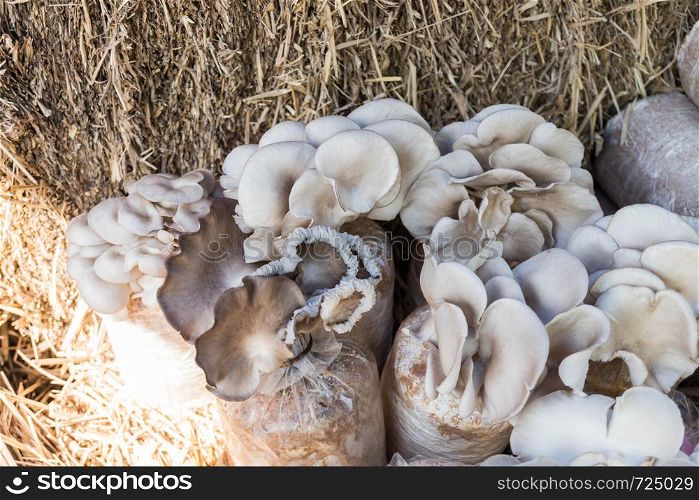 Oyster mushrooms cultivation on the plastic bag