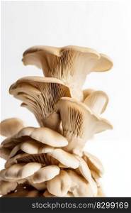Oyster Mushrooms Isolated on White Background. Generative AI. High quality illustration. Oyster Mushrooms Isolated on White Background. Generative AI