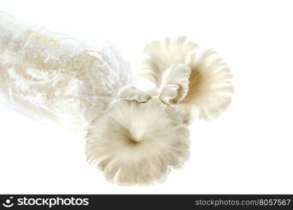 Oyster mushrooms on the plastic bag with mycelium and substrate , selective focus