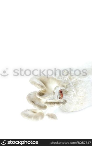 Oyster mushrooms on the plastic bag with mycelium and substrate , selective focus