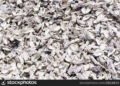 Oyster shell background. Background pattern of loads of empty oyster shells in sun light