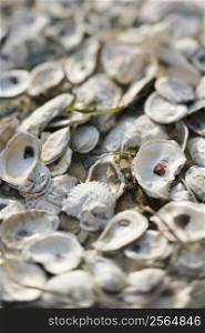 Oyster shells on Bald Head Island, North Carolina.