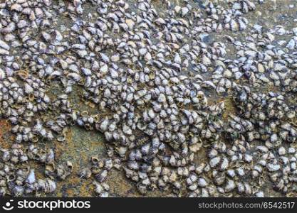 Oyster shells on stone by the sea